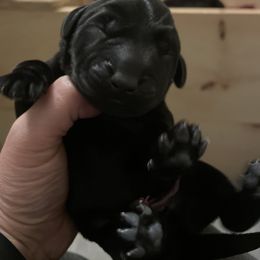 Labrador Retriever puppies from Outside Labrador Retrievers