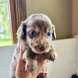 Comet - Red merle male Aussiedoodle puppy in Columbia Falls, Montana from Firefly Aussies & Aussiedoodles