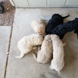 Bernedoodle and Goldendoodle Puppies from Cookies and Cream Doodles