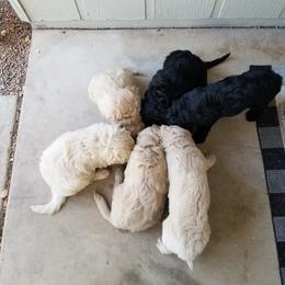 Bernedoodle and Goldendoodle Puppies from Cookies and Cream Doodles