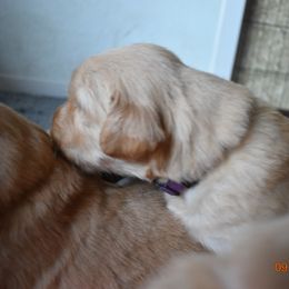 Girl 2 - Golden Retriever puppy in Otis Orchards, Washington from Sunlite Golden Retrievers