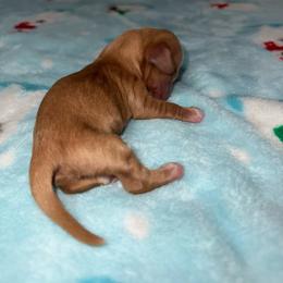 Bentley - Red male Dachshund puppy in Merced, California from JBDKennel