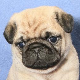 Leonard Pugnoy - Fawn male Pug puppy in Portland, Oregon from Bradley's Pugs