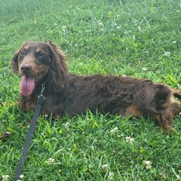 Toby - Dachshund