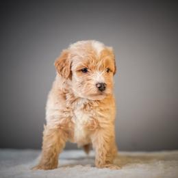 Max - Apricot male Schnoodle puppy in Caldwell, Idaho from Boise Doodle Co.