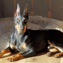 Eon - Manchester Terrier