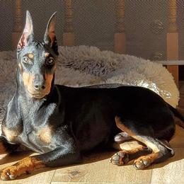 Eon - Manchester Terrier