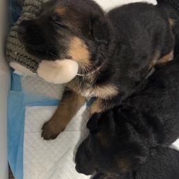 Breezy - Black and tan female German Shepherd puppy in Troy, New York from Vom Kalte Stadt