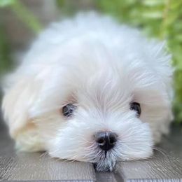 Maltese from Sugar Creek Maltese
