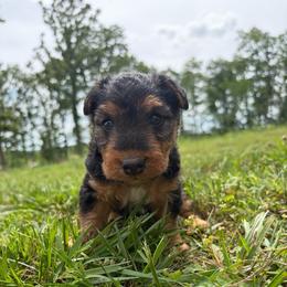 Oliver - Black and tan male Welsh Terrier puppy in West Plains, Missouri from Sycamore Ridge Puppies