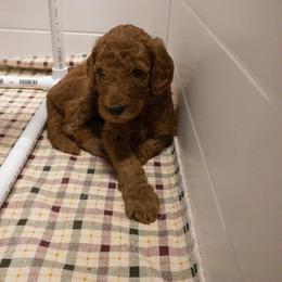 Goldendoodle Puppies from Bear Ridge Doodles