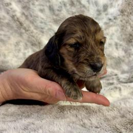Tigger - Brindle male Dachshund puppy in Johnstown, Pennsylvania from Boyer’s Dachshunds