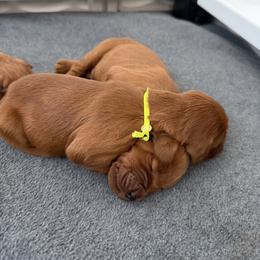 Neon yellow girl - Chestnut female Irish Setter puppy in West Haven, Utah from McClellan Setters