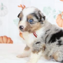 Oakley - Blue merle male Miniature Australian Shepherd puppy in Bauxite, Arkansas from J & B Mini Aussies