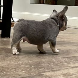 French Bulldog Puppies from Cuddlebug Frenchies