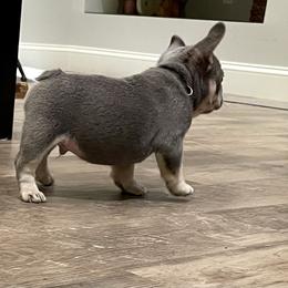 French Bulldog Puppies from Cuddlebug Frenchies