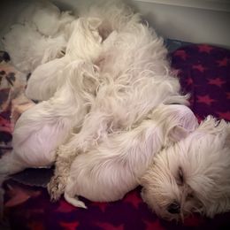 Maltese Puppies from The Royal Furbabies