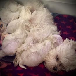 Maltese Puppies from The Royal Furbabies