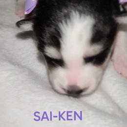 Boy 3 (SAI-KEN aka Ken.Si) - Black and white male Pomsky puppy in Norfolk, Virginia from 'Brick'House Couture Pomskies
