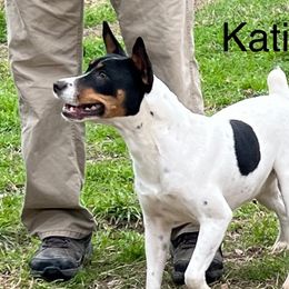 Katie - Rat Terrier