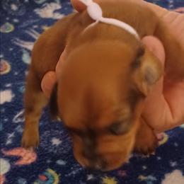 Stevie - Red female Dachshund puppy in Frankfort, Kentucky from Gigi's Dachshunds