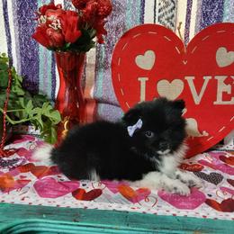 Snow White - Black parti female Pomeranian puppy in Ada, Oklahoma from Once Upon A Puff