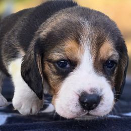 Girl 1 - Black tan and white female Beagle puppy in Napavine, Washington from StormyDaze Labradors & Beagles