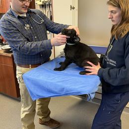 German Shepherd Puppies from Pocono GSD