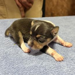 Crockett - Black white and tan male Rat Terrier puppy in Gonzales, Texas from Sunshine Deckers