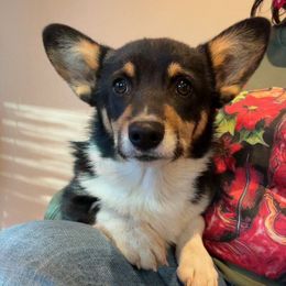 CJ - Pembroke Welsh Corgi