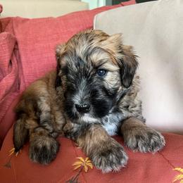 Boy 1 (White) - Brown male Whoodle puppy in Concord, North Carolina from RockyRiverWhoodles