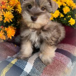 Miniature Schnauzer and Poodle Puppies from Crystal Rose Canines