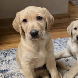 Purple - Yellow female Labrador Retriever puppy in Rapid City, South Dakota from LuLu Ridge Pups