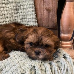 Maxwell - Brindle male Shih Tzu puppy in Lexington, North Carolina from SCS Shih Tzus