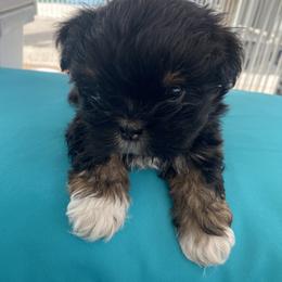 Boy 4 Red - Black male Lhasa Apso puppy in Palm Bay, Florida from Lhasa Apso Doggy Stylez Fl