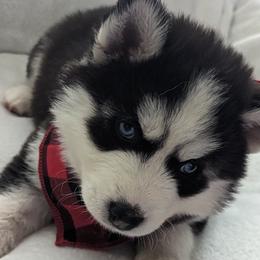 Girl 5 - Black and white Siberian Husky puppy in Carnegie/Pittsburgh, Pennsylvania from 3 Rivers Siberians(Richard's)