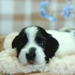 Barkley - Black and white male Coton de Tulear puppy in Forney, Texas from Buttercup Cotons of Texas