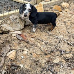 Buckwheat - Piebald male Dachshund puppy in Crossville, Tennessee from Golden Mini Farm