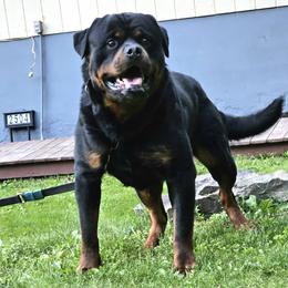 Ciapek - Rottweiler