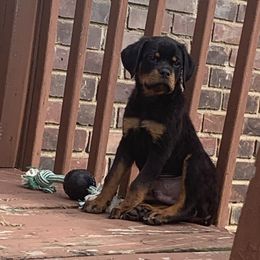 Rottweiler Puppies from Rottweiler Land