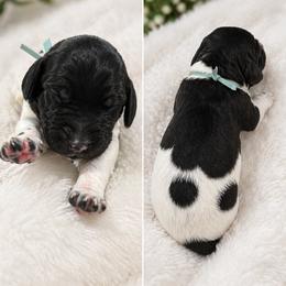 German Shorthaired Pointer Puppies from Lisa’s GSP’s