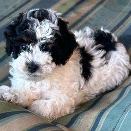 Brave, 6 weeks old - Black and white female Cockapoo puppy in Crawford, Colorado from Saddle Mountain Doodles