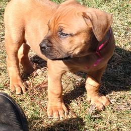 Pink female - Red female Boerboel puppy in Rockford, Illinois from Adoraboerboels