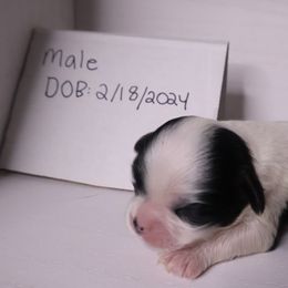 Companion Cross Puppies from Puppies Full of Love