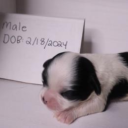 Companion Cross Puppies from Puppies Full of Love