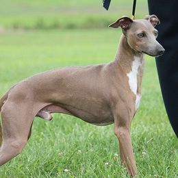 Flyboy - Italian Greyhound