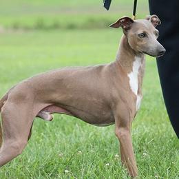 Flyboy - Italian Greyhound