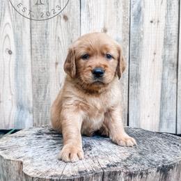 Rocky - red - Dark golden male Golden Retriever puppy in Greeneville, Tennessee from Cultivate Farm