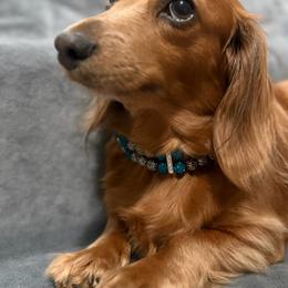 Hattie Jane - Dachshund