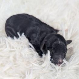 Colby Jack - Black and white male Aussiedoodle puppy in Haleyville, Alabama from The Cuddly Dood Ranch